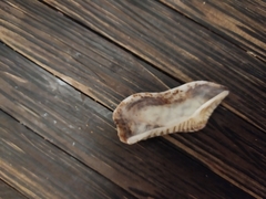 Arca navicularis
