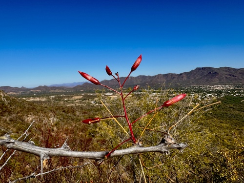 Mexican tree ocotillo (Fouquieria macdougalii)