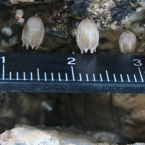 Drimia platyphylla