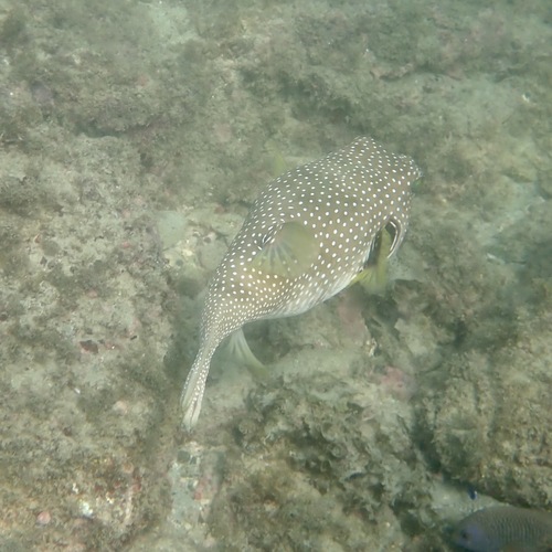White-spotted Puffer (Arothron hispidus)