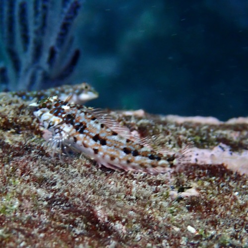 Zaca blenny (Malacoctenus zacae) — Labrisomidae