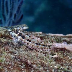 Zaca Blenny photo 4