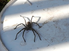 Palystes superciliosus