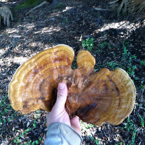 Ganoderma zonatum