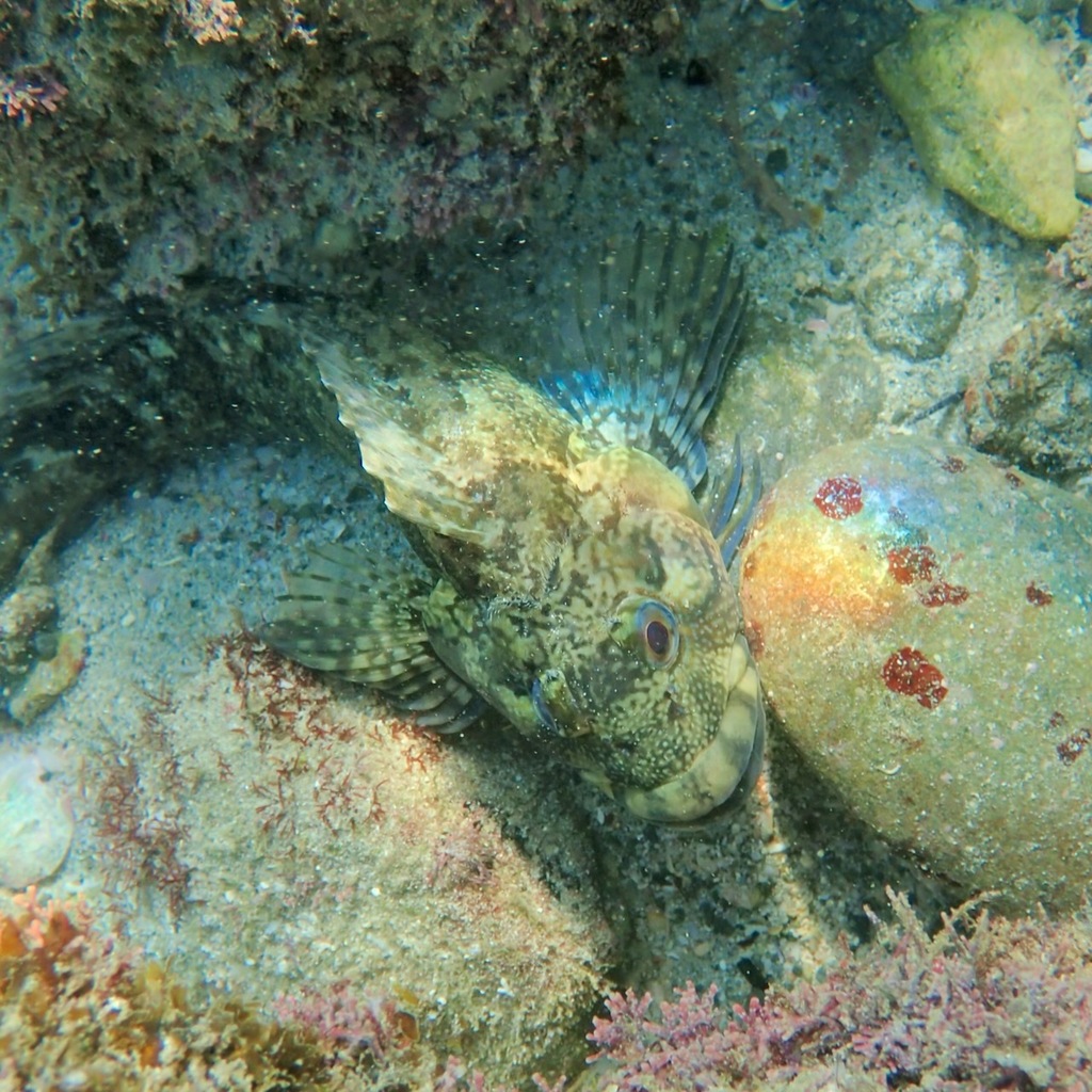 Largemouth blenny (Labrisomus xanti) — Labrisomidae