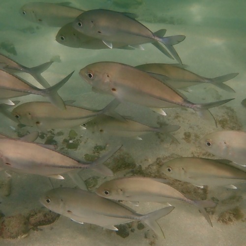 Bigeye Trevally (Caranx sexfasciatus)