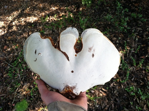 Ganoderma zonatum