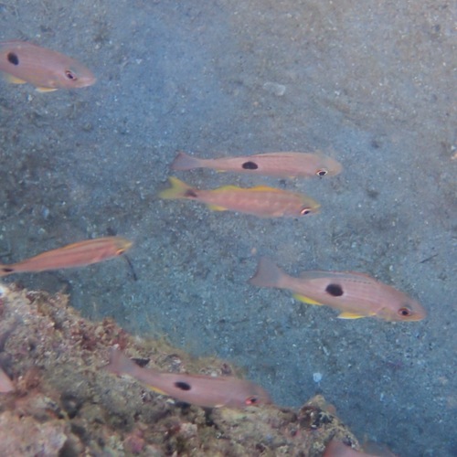Spotted Rose Snapper (Lutjanus guttatus)