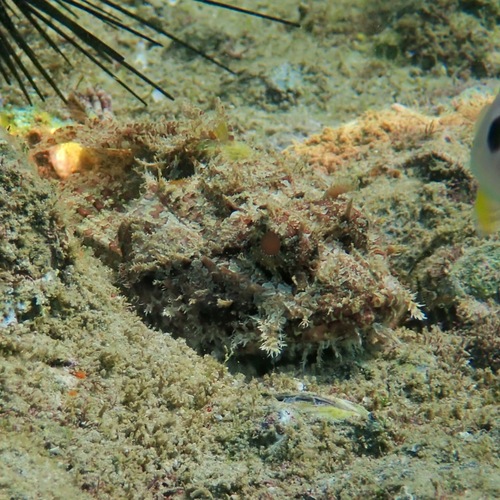 Stone Scorpionfish (Scorpaena mystes)