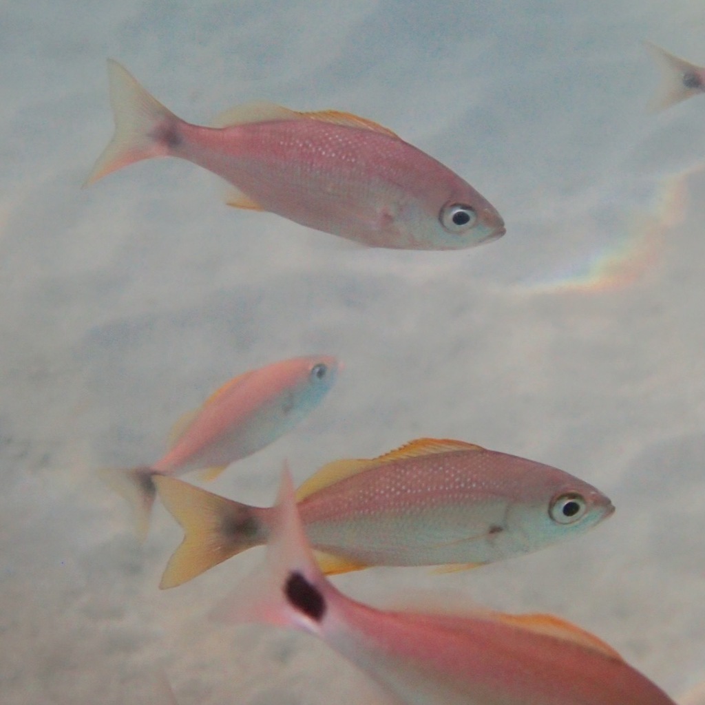 Geelvlek-grommer (Haemulon flaviguttatum) — Haemulidae