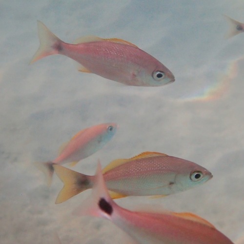 Cortez grunt (Haemulon flaviguttatum) — Haemulidae