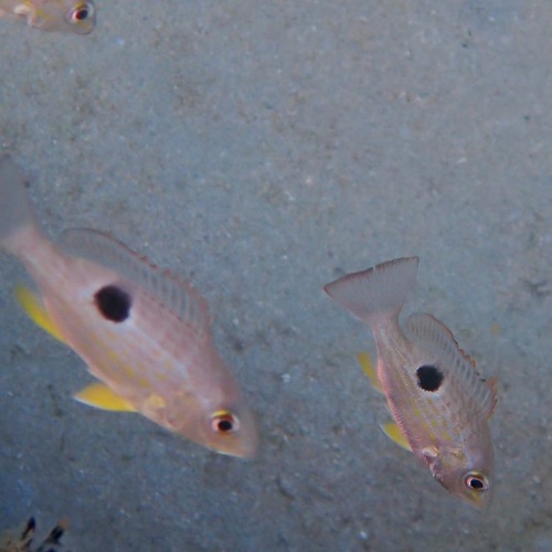 Rose snapper (Lutjanus guttatus) — Lutjanidae — 5
