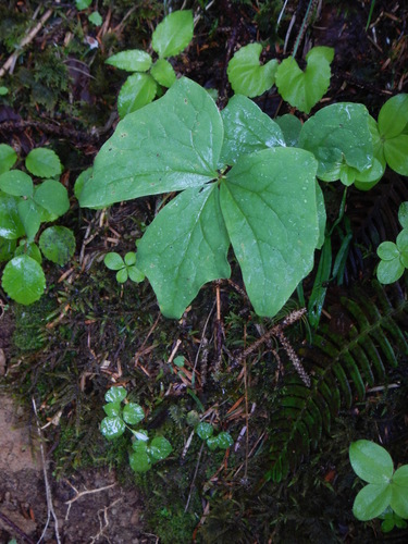 Achlys japonica iNat (1)