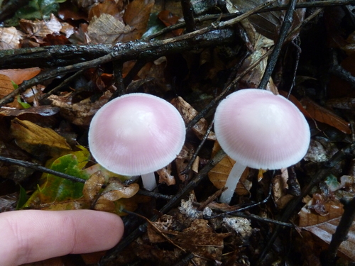 Mycena rosea — no rights reserved