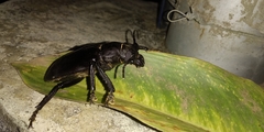 Rhaphipodus subopacus