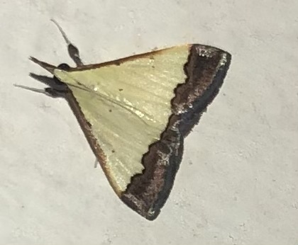 Autocharis fessalis