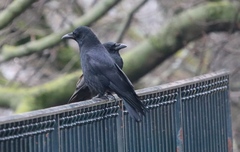 Corvus corone
