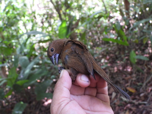 Amazonian Grosbeak (Cyanoloxia rothschildii), photo 4