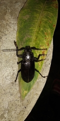 Rhaphipodus subopacus