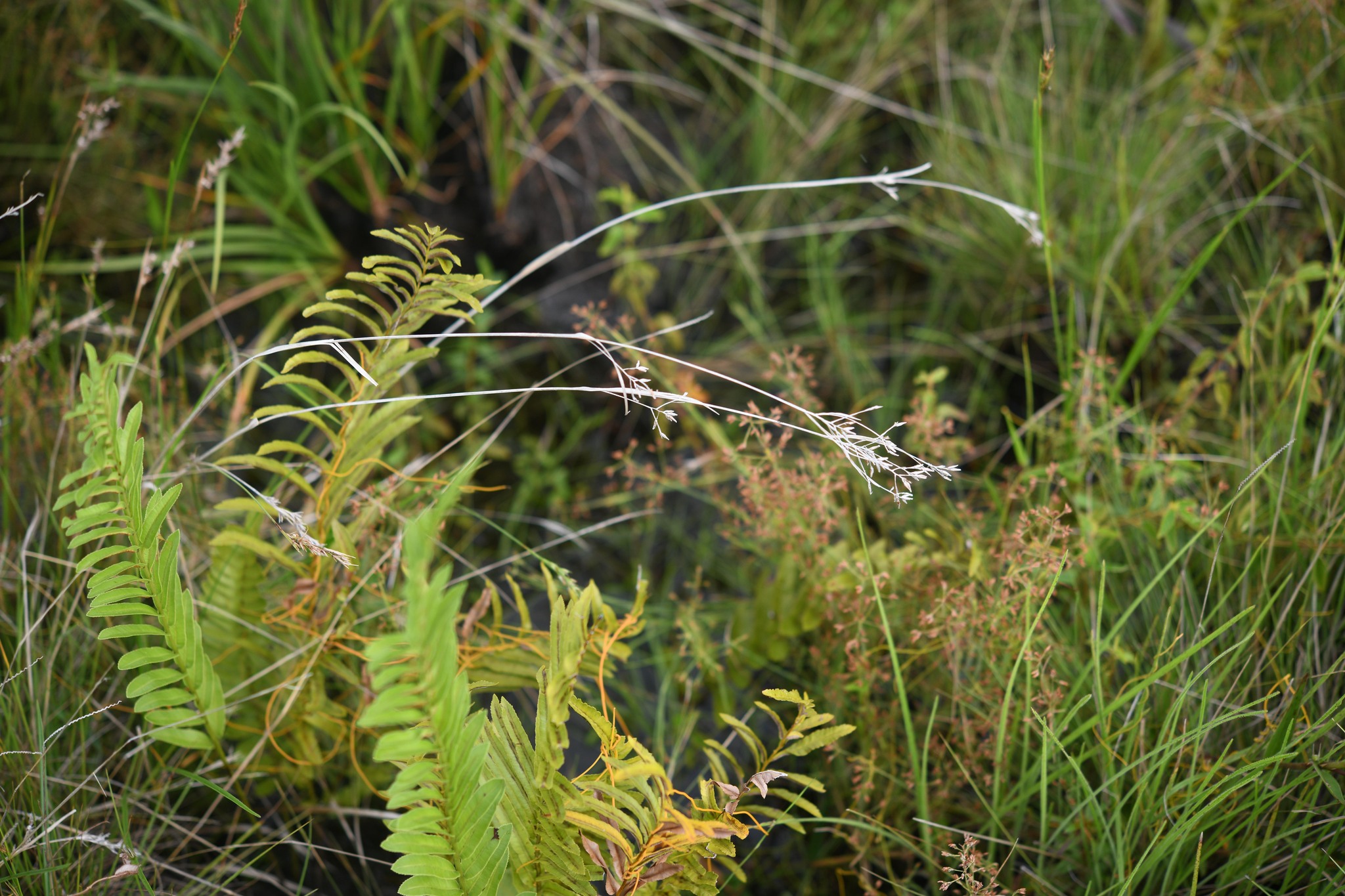 Rhynchospora velutina