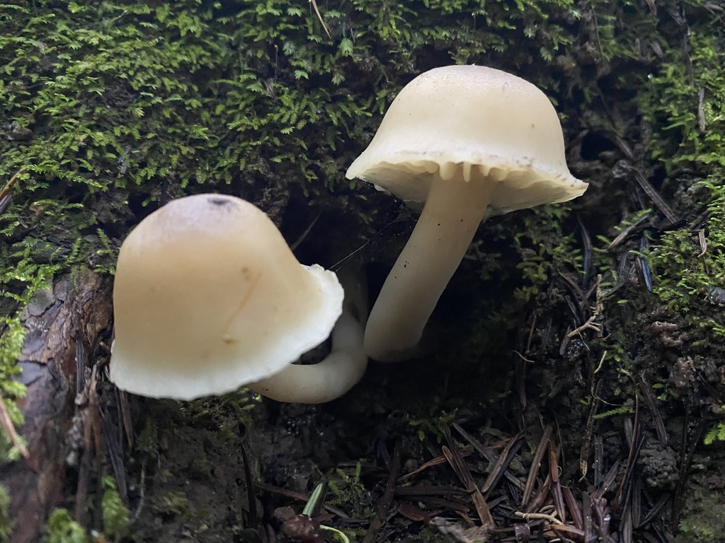 Neohygrocybe sp. 'CA01' · January 2026 · photo: © katharinegk (iNaturalist, cc-by)