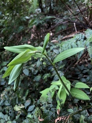 Polygonatum arisanense