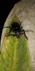 Rhaphipodus subopacus