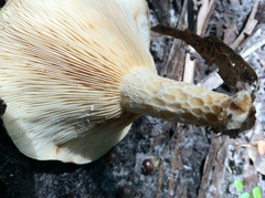 Lactarius maculatipes