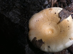 Lactarius maculatipes