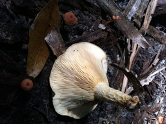 Lactarius maculatipes