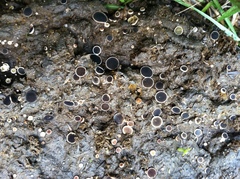 Ascobolus scatigenus