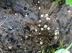 Ascobolus scatigenus