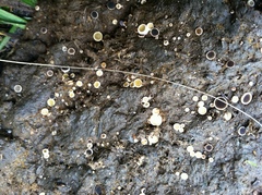 Ascobolus scatigenus