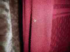 Philodromus aureolus