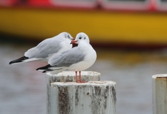 Chroicocephalus ridibundus