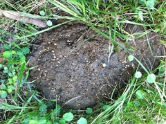 Ascobolus scatigenus