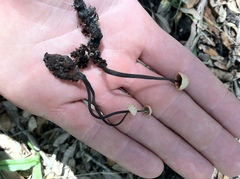 Poronia pileiformis