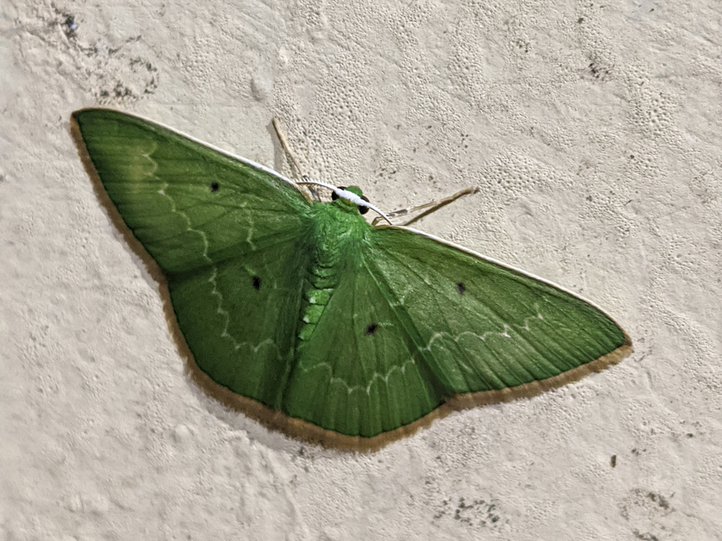 Nemoria adaluzae