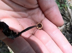 Poronia pileiformis