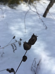 Astragalus neglectus