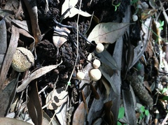 Poronia pileiformis