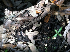 Poronia pileiformis