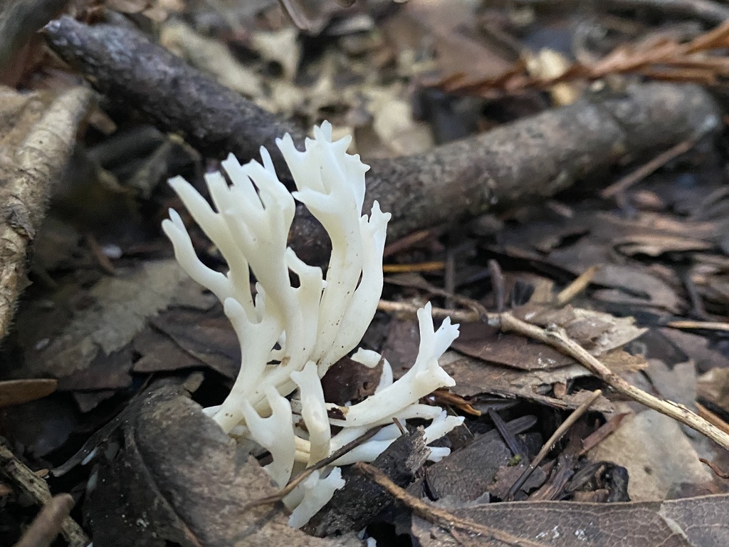 Ramariopsis sp. 'kunzei-CA01' · January 2026 · photo: © katharinegk (iNaturalist, cc-by)