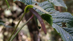 Anthurium concinnatum, photograph (c) fmunoz, some rights reserved (CC BY)