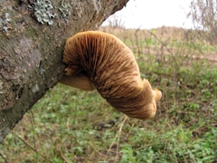 Pholiota heteroclita