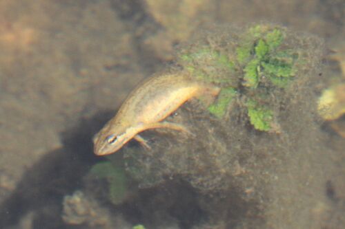 Kosswig's newt, Lissotriton kosswigi