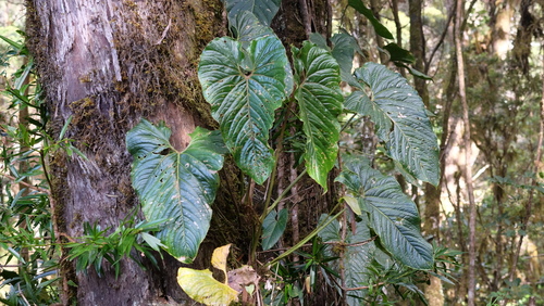 Anthurium concinnatum, photograph 3
