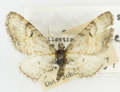 Eupithecia anticaria