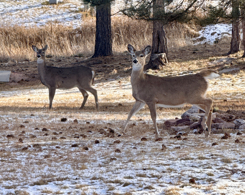 White-tailed Deer