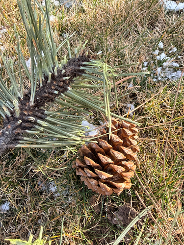 Rocky Mountains Ponderosa Pine